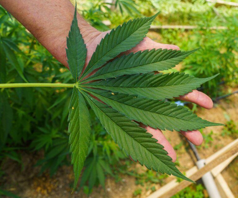 industrial hemp graphic