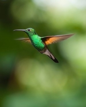 hummingbird 21392781920