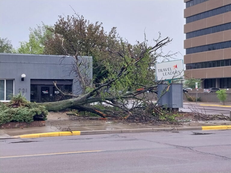Wind gusts the night of Thursday, May 16 uprooted a tree in front of Travel Leaders on South Lincoln Street in Aberdeen. The top gust in Aberdeen was 65 mph. Courtesy photo.