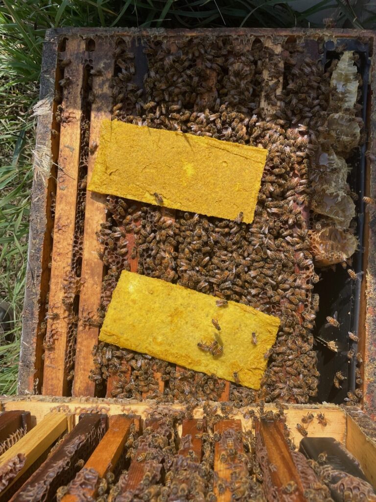 Research by Bernie Hendricks of Brookings shows promise in using a mustard mixture to deal with Varro mites that are tied to bee deaths. Courtesy photo.