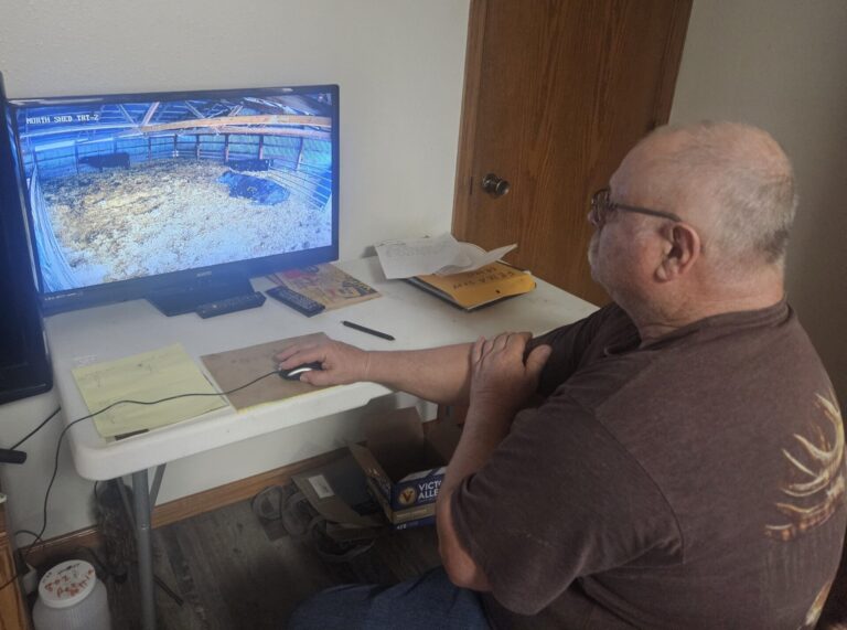 Steve Easton checks on his pregnant cows using a camera system in rural Hanson County on March 4. South Dakota News Watch photo by Megan Luther.