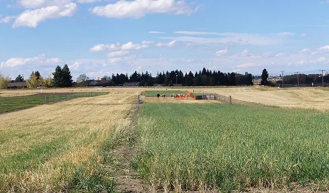 Winter wheat residue on the left and spring wheat on the right can be seen at an experimental site in southwestern Montana. In the fenced plots in the background, sheep are allowed to graze on crop residue and weeds. Agriculture Research Service scientists are looking at different crop management techniques to improve soils, such as grazing, crop tillage, and no-till. Photo by Upendra Sainju. Photo courtesy of U.S. Department of Agriculture's Agricultural Research Service.
