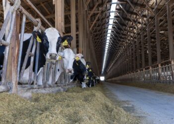 Cows eating at Warner Dairy, which has capacity for about 500 head. A dairy with capacity of 25,000 head has been proposed for Edmunds County. Photo courtesy of Warner Dairy.