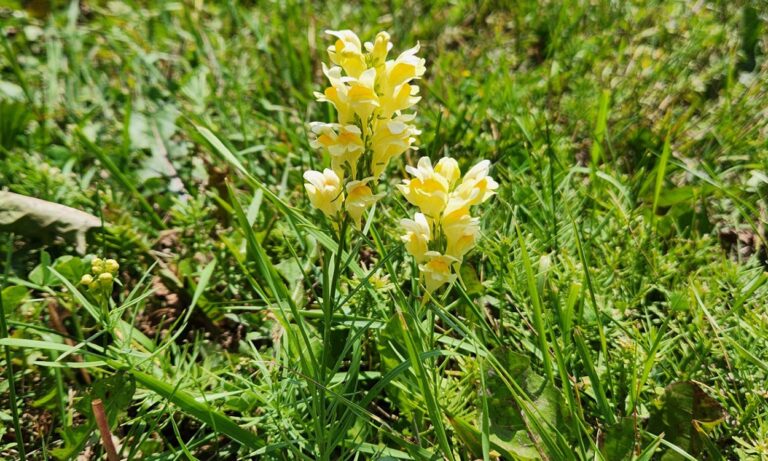 Yellow toadflax is a noxious weed the county weed and pest staff  are treating with bio control. Photo courtesy of South Dakota State University.