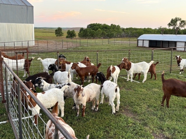 A herd of the Fjeldheim goats graze in their paddock near Herreid. Courtesy photo.