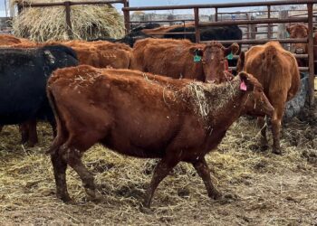 The backbone is clearly visible on this cow, seized from the ranch of Leland Pauly and Lynda Frost in March 2024. Photo courtesy of the Bennett County State's Attorney's Office.