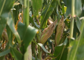 Corn grows in a field in southeastern South Dakota. South Dakota Searchlight photo by Makenzie Huber.