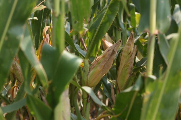 Corn grows in a field in southeastern South Dakota. South Dakota Searchlight photo by Makenzie Huber.