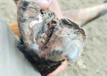 Local lawmaker, rancher says threat of New World screwworm a real concern 3 hoof nws infestation