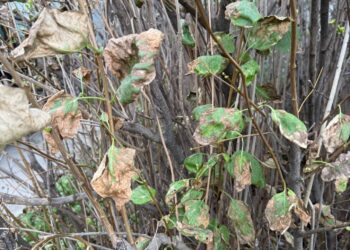 Lilac trees are looking pretty rough this summer due to a fungus that thrives in hot, humid conditions. Trees are expected to bounce back in the spring. Aberdeen Insider photo by Elisa Sand.