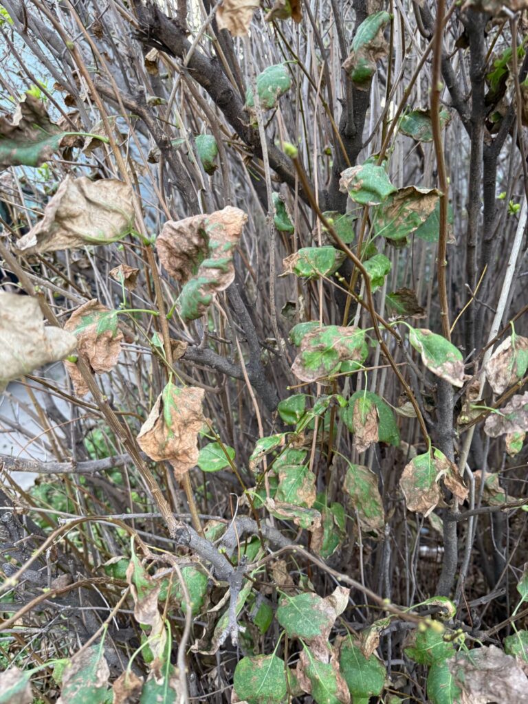 Lilac trees are looking pretty rough this summer due to a fungus that thrives in hot, humid conditions. Trees are expected to bounce back in the spring. Aberdeen Insider photo by Elisa Sand.