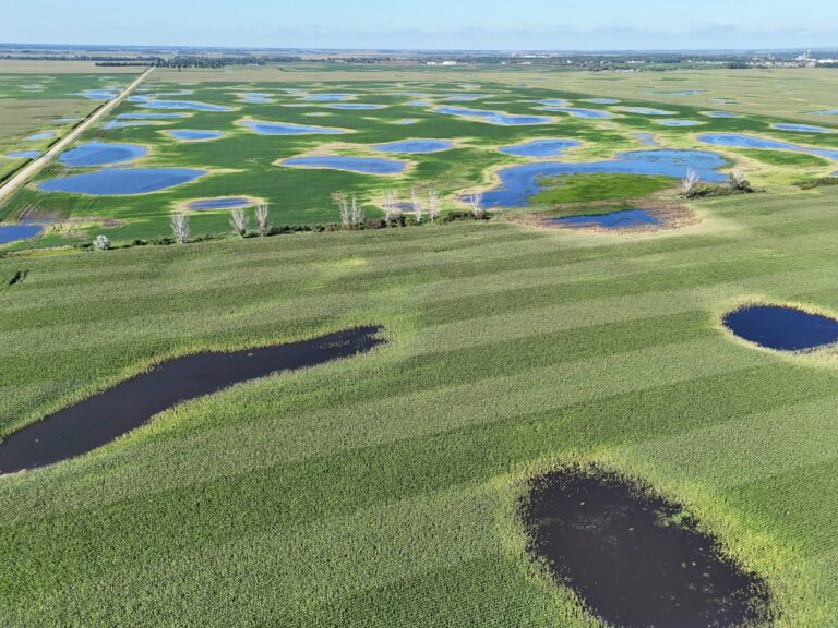This drone image taken near Britton shows several areas of standing water in a cornfield at bottom and soybeans at top. Courtesy photo.