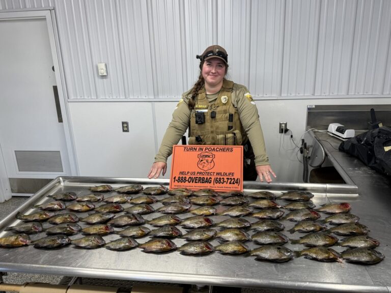 More than 60 bluegills were seized at Roy Lake after conservation officer Anna Sells received a call through the state's Turn In Poachers hotline. Courtesy photo.