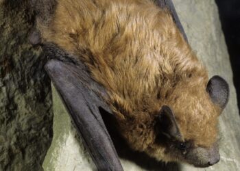Little brown bats like the one in this photo are one of the species that can be found in South Dakota. The number of bat-related calls in the Aberdeen area has increased considerably this year. Photo courtesy of J. MacGregor.