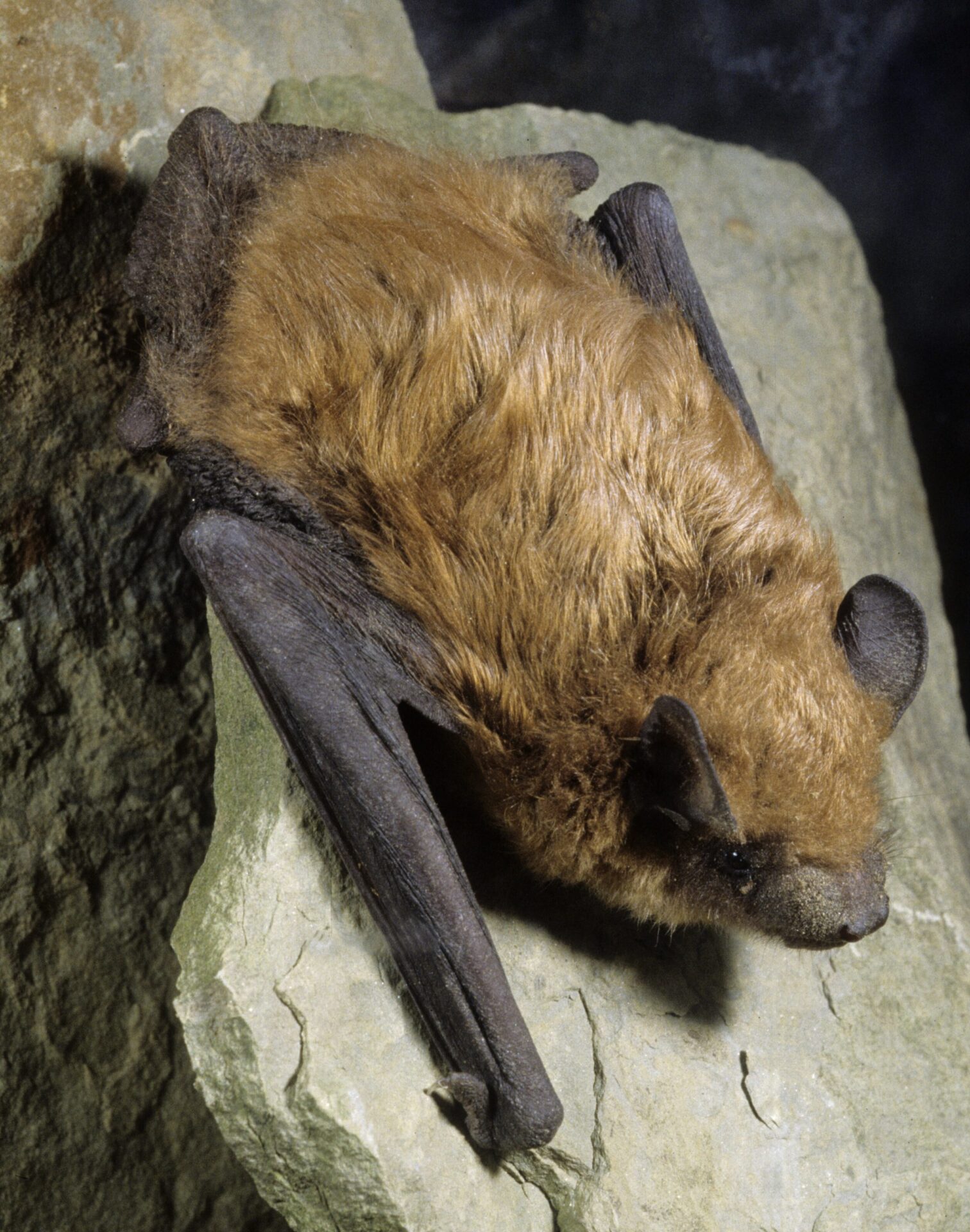 Bat-related calls up significantly in Aberdeen this summer 1 Little brown bats like the one in this photo are one of the species that can be found in South Dakota. The number of bat-related calls in the Aberdeen area has increased considerably this year. Photo courtesy of J. MacGregor.