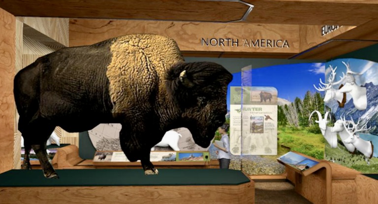 Renovation is ongoing at the Dacotah Prairie Museum for a new exhibit area that will include a bison and other animals from Dean Buntrock's collection. Courtesy photo.