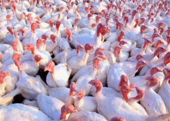 Avian flu has recently been confirmed at commercial turkey farms in the Dakotas. U.S. Department of Agriculture Research Service photo by Scott Bauer.
