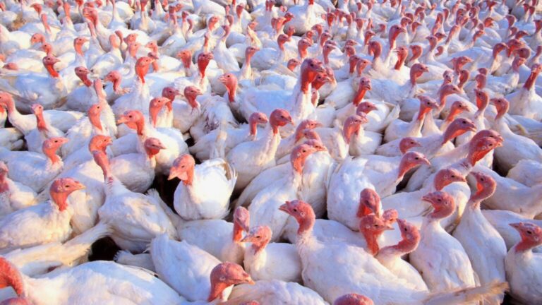 Avian flu has recently been confirmed at commercial turkey farms in the Dakotas. U.S. Department of Agriculture Research Service photo by Scott Bauer.