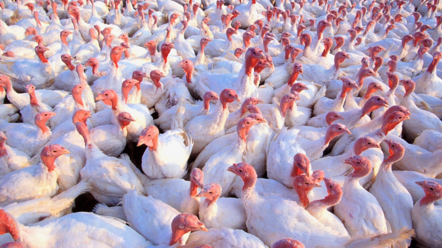 Avian flu has recently been confirmed at commercial turkey farms in the Dakotas. U.S. Department of Agriculture Research Service photo by Scott Bauer.