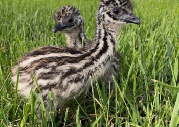A pair of emu chicks from Buck's Bird Barn near Mellette. Courtesy photo.