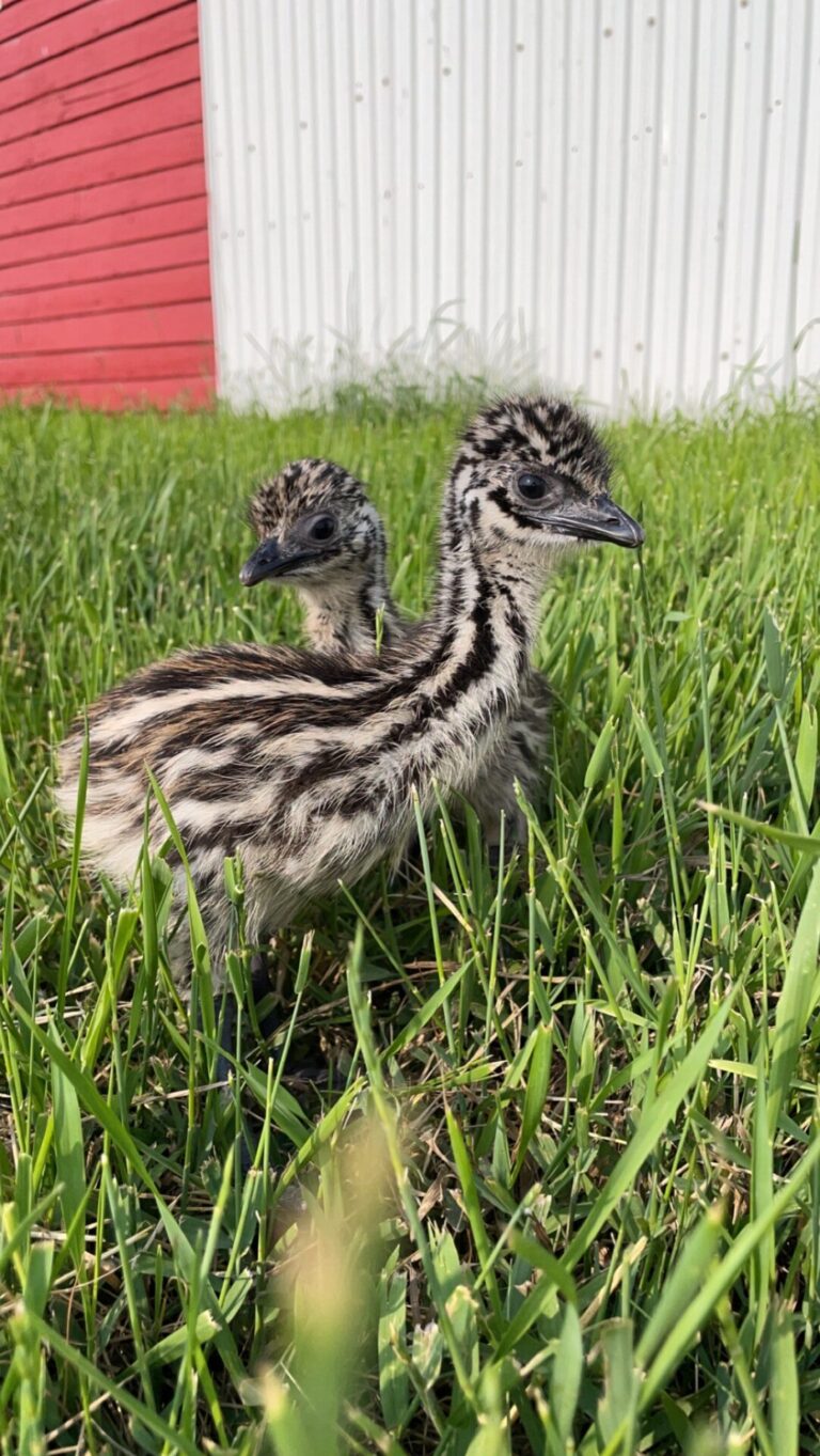 A pair of emu chicks from Buck's Bird Barn near Mellette. Courtesy photo.