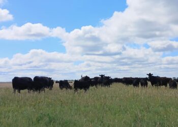 Angus cattle tour will feature 10 northeastern South Dakota ranches, farms 4 The South Dakota Angus Tour on Monday, Sept. 22 and Tuesday, Sept. 23 will feature stops at 10 ranches in northeastern South Dakota. Courtesy photo.