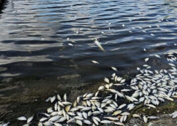 There's been a substantial fish kill at Richmond Lake caused by low oxygen levels in the water. Courtesy photo.
