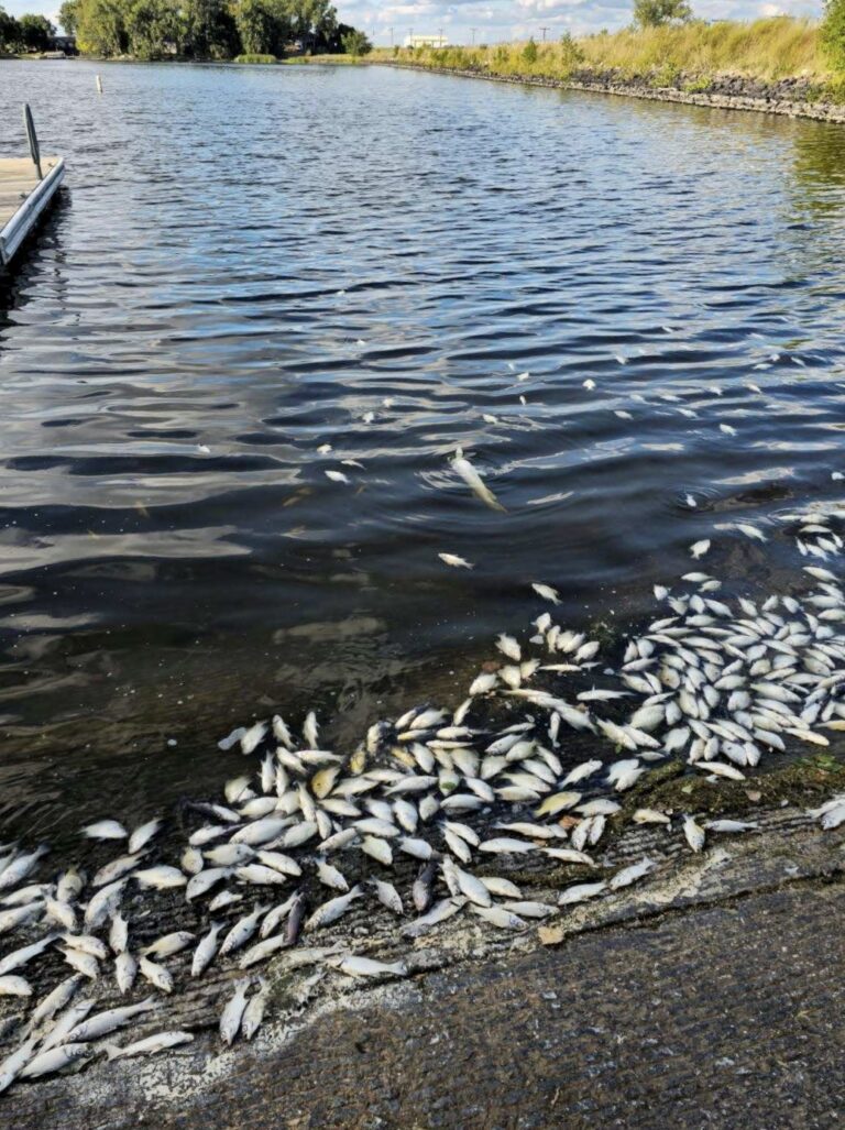 There's been a substantial fish kill at Richmond Lake caused by low oxygen levels in the water. Courtesy photo.