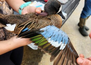 Scientists attach a tracking device to a blue-winged teal at Rockefeller Wildlife Refuge in Louisiana. Photo courtesy of U.S. Geographic Survey.