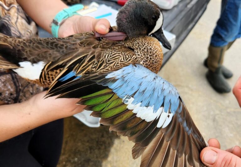 Scientists attach a tracking device to a blue-winged teal at Rockefeller Wildlife Refuge in Louisiana. Photo courtesy of U.S. Geographic Survey.