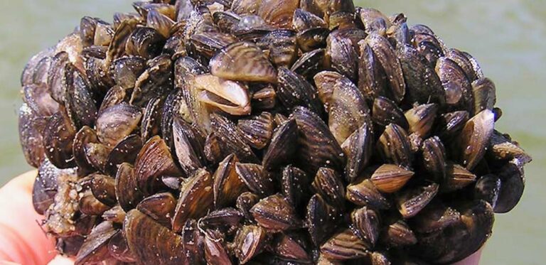 Zebra mussels have been found on buoys removed from Mina Lake confirming the presence of the invasive aquatic species. Courtesy photo.