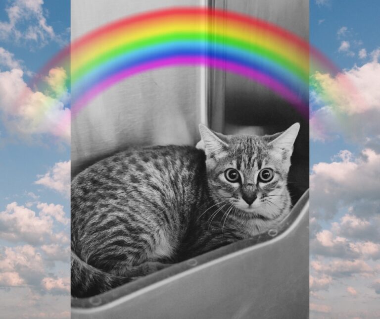 Tornado is one of the kittens at the Aberdeen Area Humane Society that died from feline distemper despite treatment. Courtesy photo.