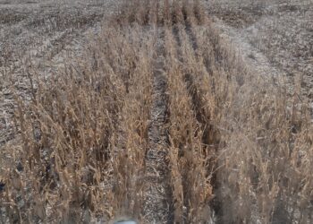Farmers looking at great harvest, limited storage opportunities as they wait for better prices 7 Soybean harvest is set to begin soon and places like Agtegra have planned ahead with additional capacity. Photo courtesy of Connie Groop for the Aberdeen Insider.