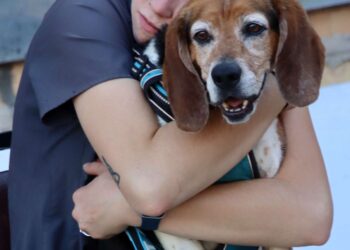 Dogs took over Malchow Plaza on Thursday, Oct. 2 during the 2025 Pheasant Phestival Pup Crawl, a dog social that benefits the Aberdeen Area Humane Society and the Pet Rescue League. Aberdeen Insider photo by Scott Waltman.