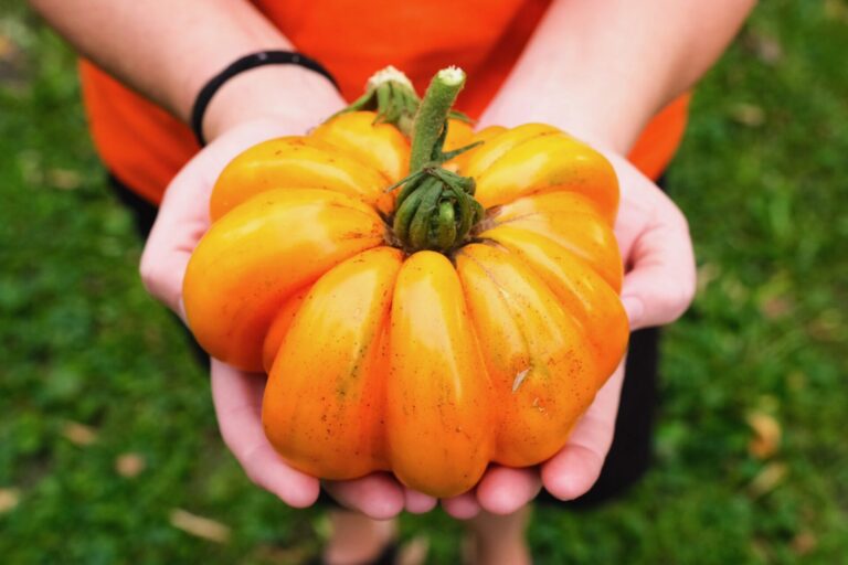 Dan and Becca Kruger reported their 12-foot-tall orange accordion tomato plant had produced fruits weighing up to one pound four ounces. Dan Kruger attributed the sizable growth to adjusting the pH level of the soil to between six and seven. Reporter and Farmer photo by Leyton Beardslee.