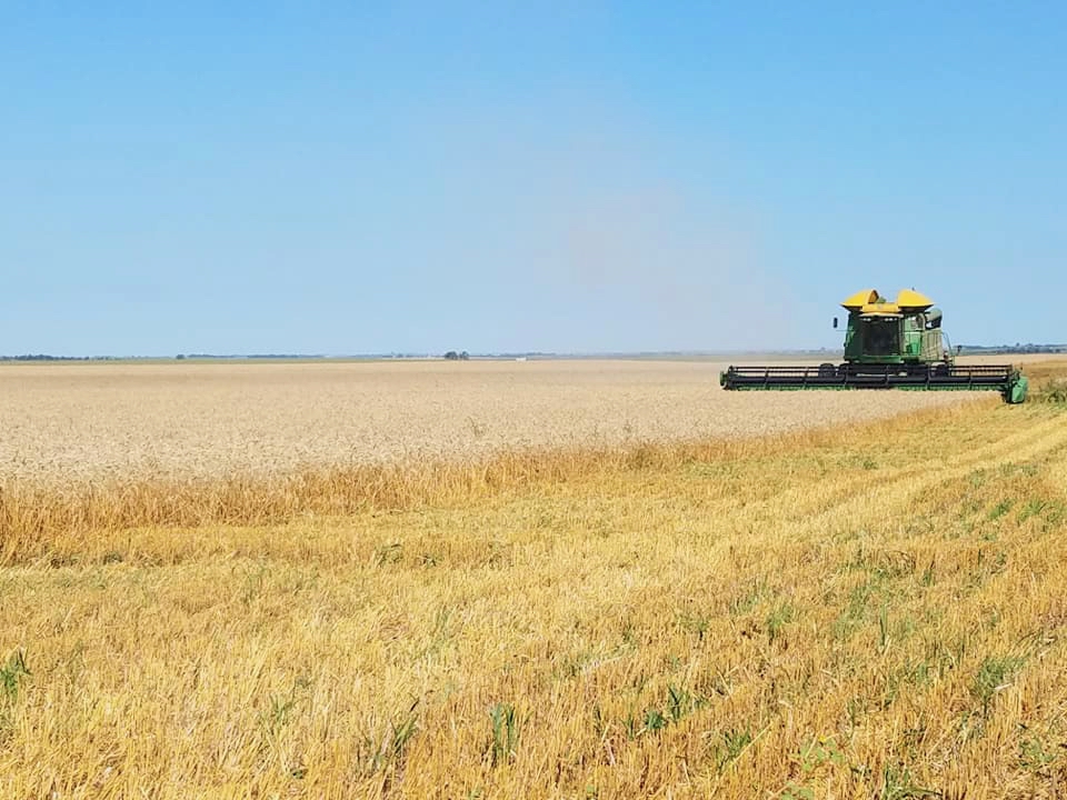 Wheat Field file photo