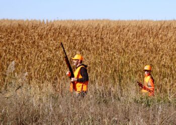 Out-of-state pheasant hunters walk a strip of public land near Mina on Sunday, Oct. 19. Aberdeen Insider photo by Scott Waltman.