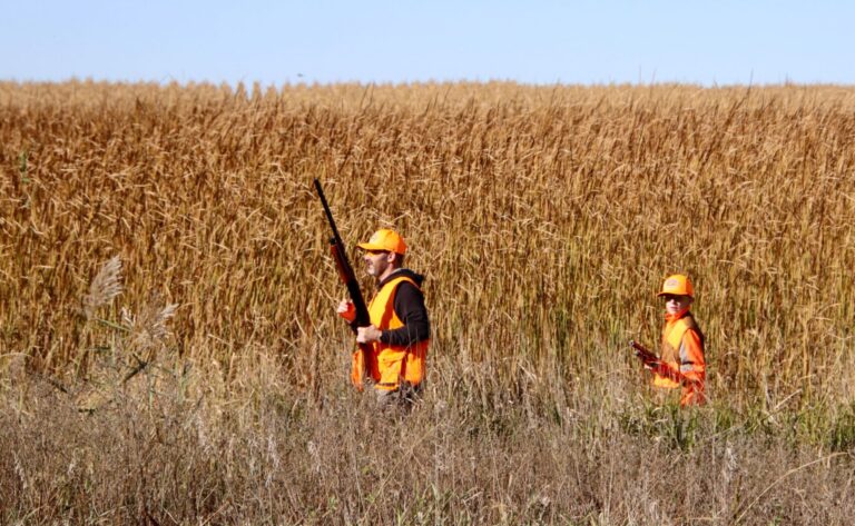 Out-of-state pheasant hunters walk a strip of public land near Mina on Sunday, Oct. 19. Aberdeen Insider photo by Scott Waltman.