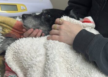 Gabrielle Person's mixed breed rescue dog Vi is recovering after being attacked by three pit bulls on Tuesday at the Brown County Fairgrounds. Courtesy photo.