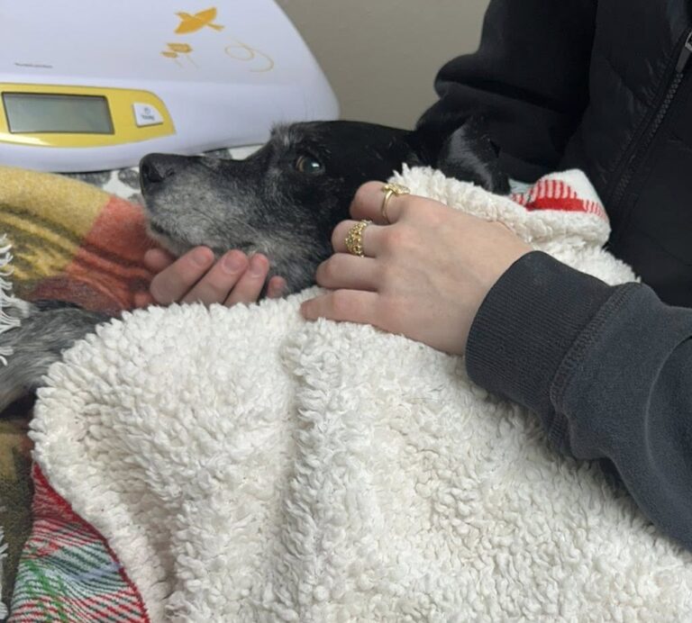 Gabrielle Person's mixed breed rescue dog Vi is recovering after being attacked by three pit bulls on Tuesday at the Brown County Fairgrounds. Courtesy photo.