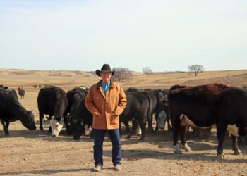 Reliance rancher, David Reis felt the sting when he sold yearlings at the sale barn. After President Trump's comments, the 18-month-old cattle sold for $120 less per head than a week earlier. Courtesy photo