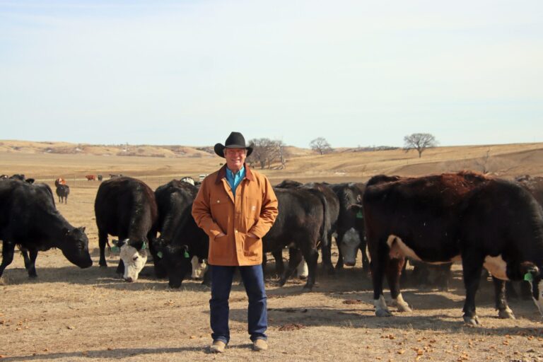 Reliance rancher, David Reis felt the sting when he sold yearlings at the sale barn. After President Trump's comments, the 18-month-old cattle sold for $120 less per head than a week earlier. Courtesy photo