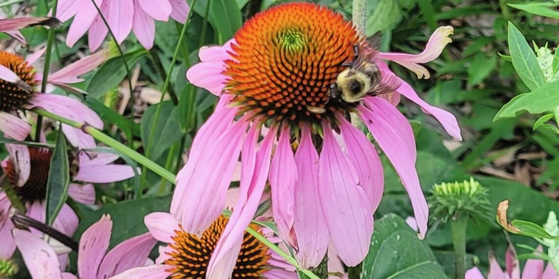 As part of his Eagle Scout project, Cooper Orr planted about 350 pollinator plants at Kuhnert Arboretum. Courtesy photo.