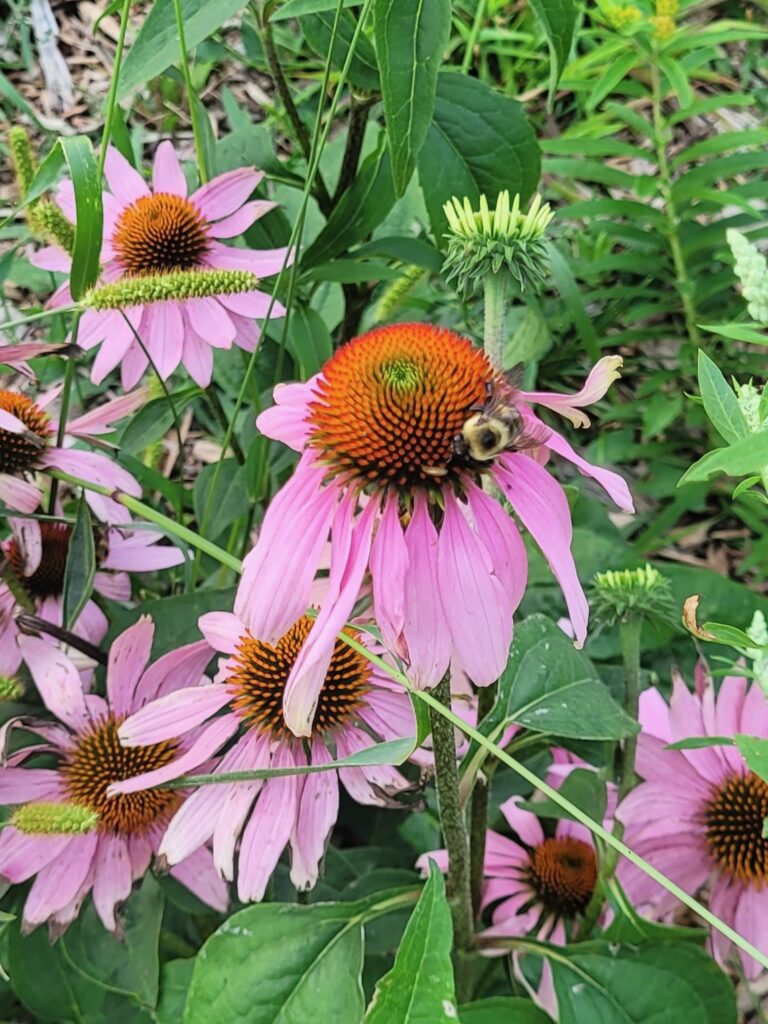As part of his Eagle Scout project, Cooper Orr planted about 350 pollinator plants at Kuhnert Arboretum. Courtesy photo.