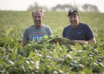 Gene and Craig Stehly use a variety of regenerative agriculture practices, which provide food and habitat for wildlife on their farm near Mitchell. Photo courtesy of National Resources Conservation Service of South Dakota.Gene and Craig Stehly use a variety of regenerative agriculture practices, which provide food and habitat for wildlife on their farm near Mitchell. Photo courtesy of National Resources Conservation Service of South Dakota.