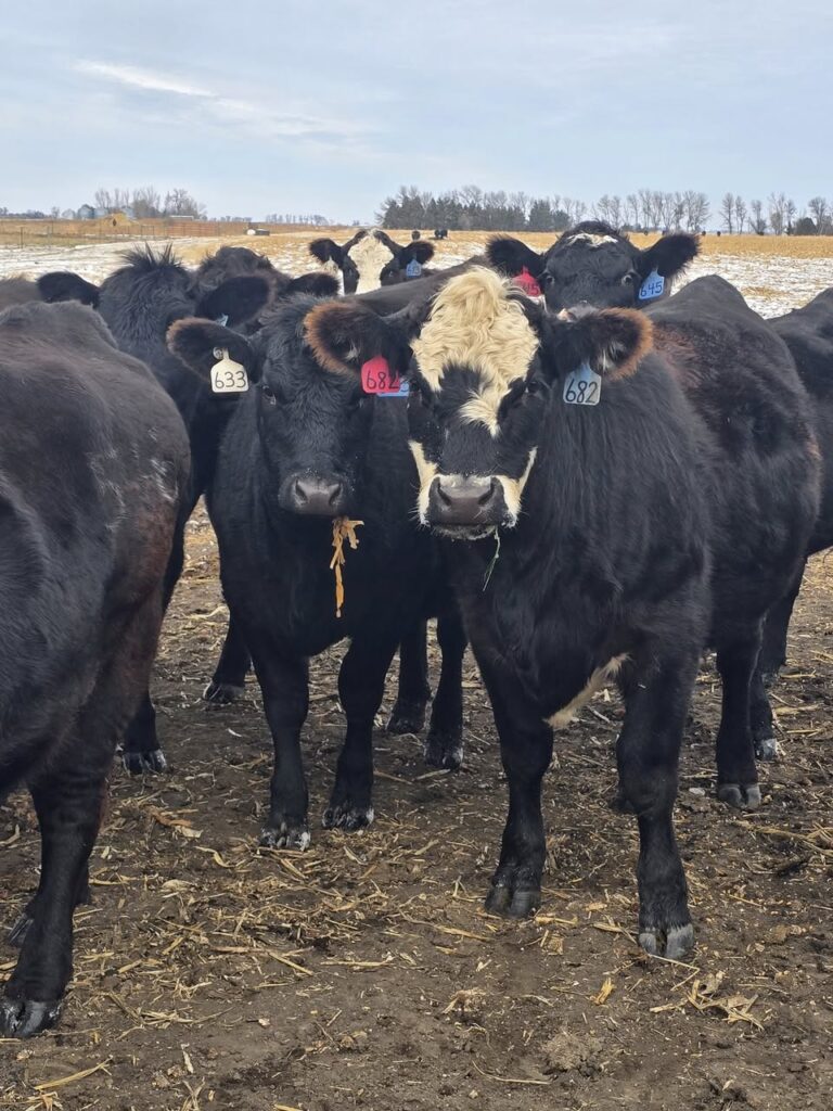 Christopher Fischbach believes a dozen black and Black Baldy bred heifers have been stolen from his ranch in McPherson County. Curtesy photo.