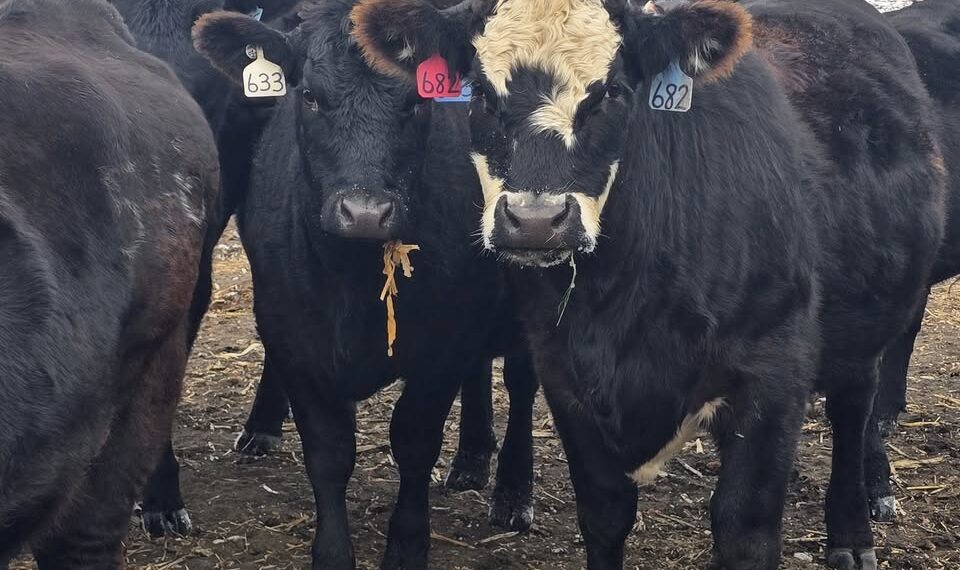 Christopher Fischbach believes a dozen black and Black Baldy bred heifers have been stolen from his ranch in McPherson County. Curtesy photo.