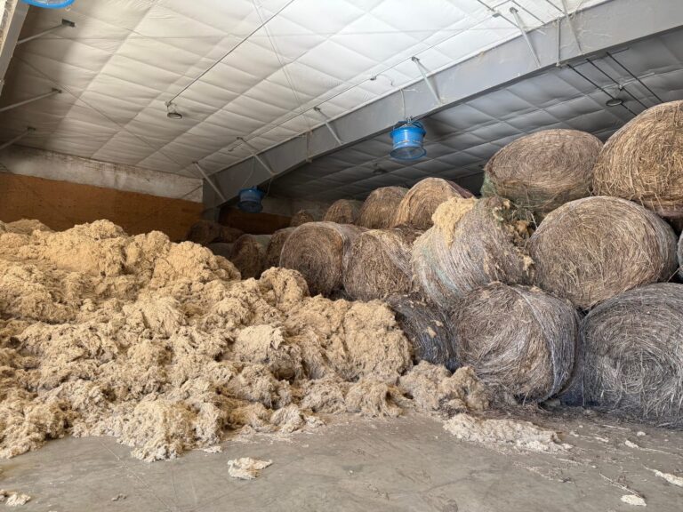 Hemp bales and fibers at Complete Hemp Processing in Winfred. South Dakota News Watch photo by Molly Wetsch.