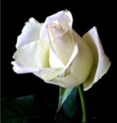 Pretty Obit Rose