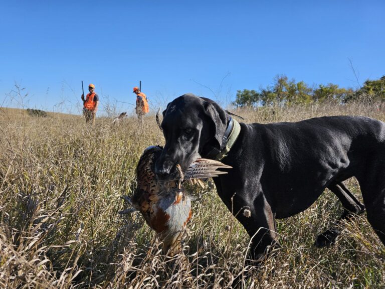 Levi Sanderson's Great Dane Thor carries a pheasant. He trains rescue dogs to be hunting dogs. Courtesy photo.